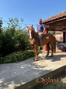 Prodajem Kvoter pastuva